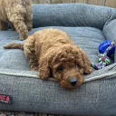 Cavapoo