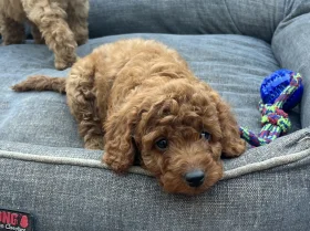 Cavapoo