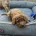 Cavapoo