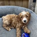 Cavapoo
