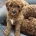 Cavapoo