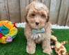 Cavapoo