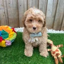 Cavapoo