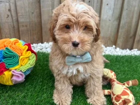 Cavapoo