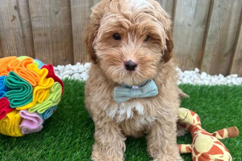Cavapoo