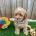Cavapoo