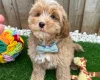 Cavapoo