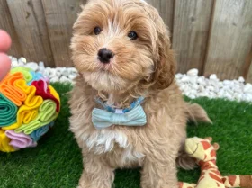 Cavapoo