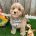 Cavapoo