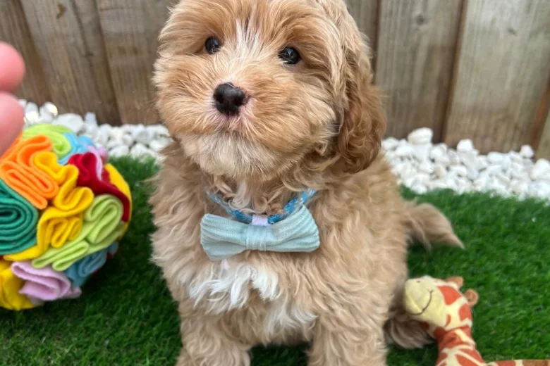 Cavapoo