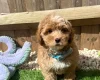 Cavapoo