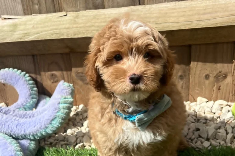 Cavapoo