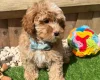 Cavapoo