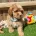 Cavapoo