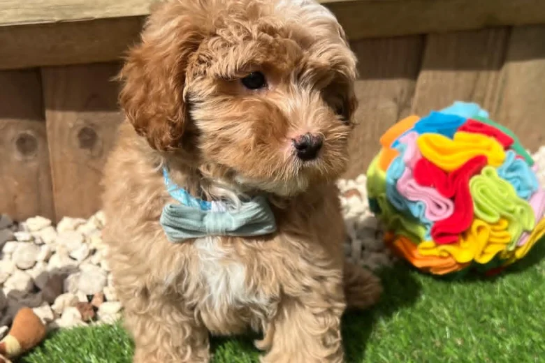 Cavapoo