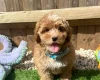 Cavapoo