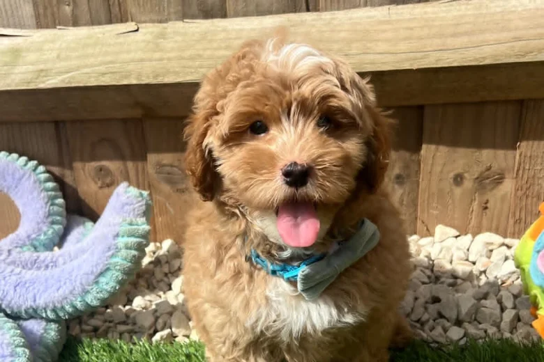 Cavapoo