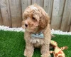 Cavapoo