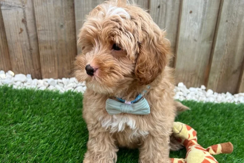 Cavapoo