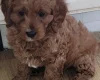 Cavapoo