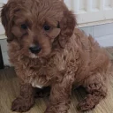 Cavapoo