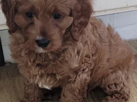 Cavapoo