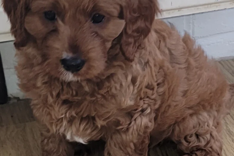 Cavapoo
