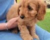 Cavapoo