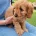 Cavapoo