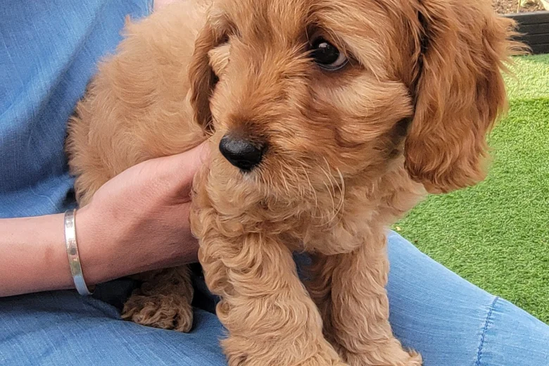 Cavapoo