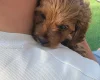 Cavapoo