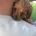 Cavapoo