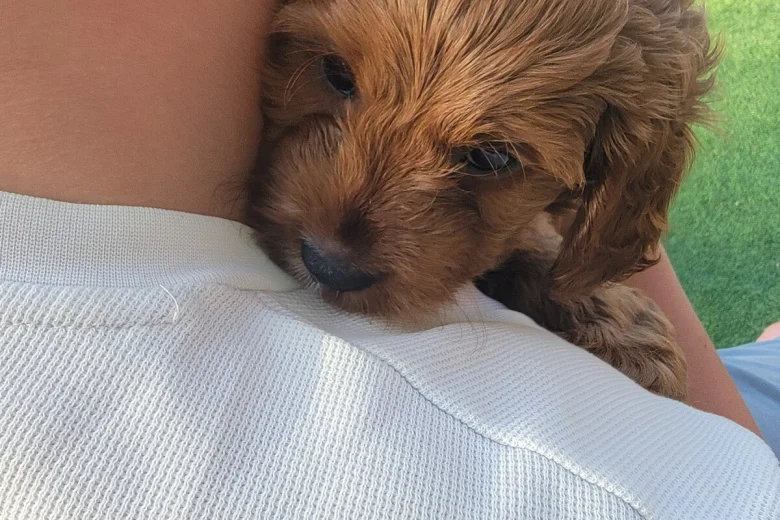 Cavapoo