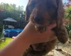 Cavapoo