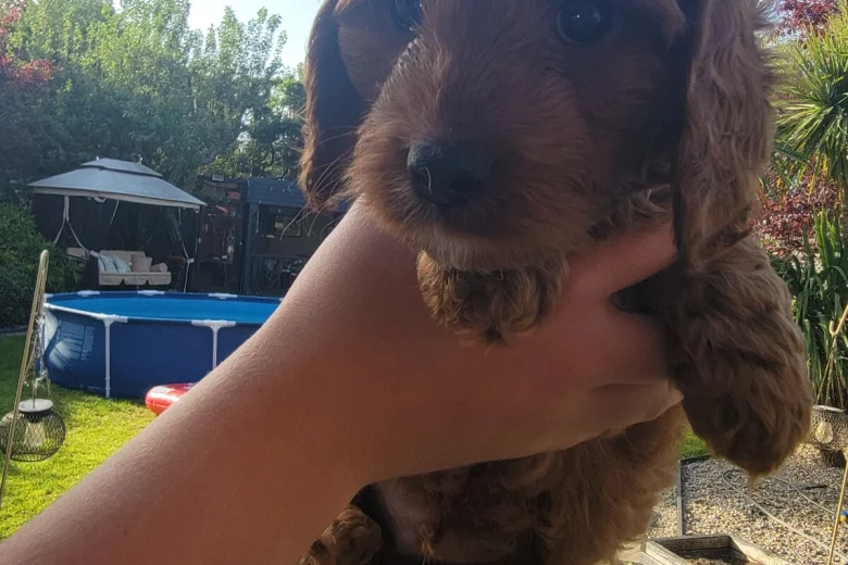 Cavapoo