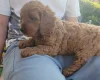 Cavapoo