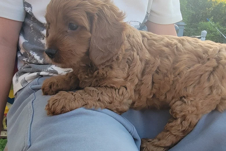 Cavapoo
