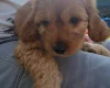 Cavapoo