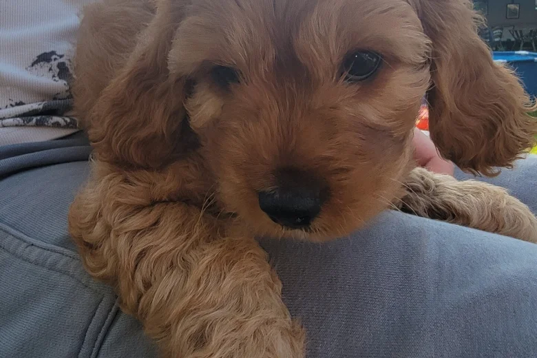 Cavapoo