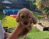 Cavapoo