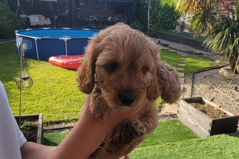 Cavapoo