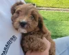 Cavapoo