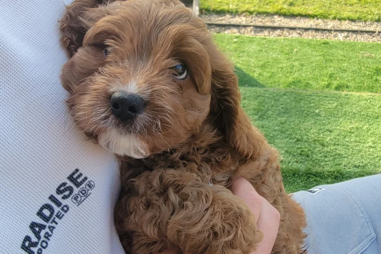 Cavapoo