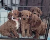 Cavapoo