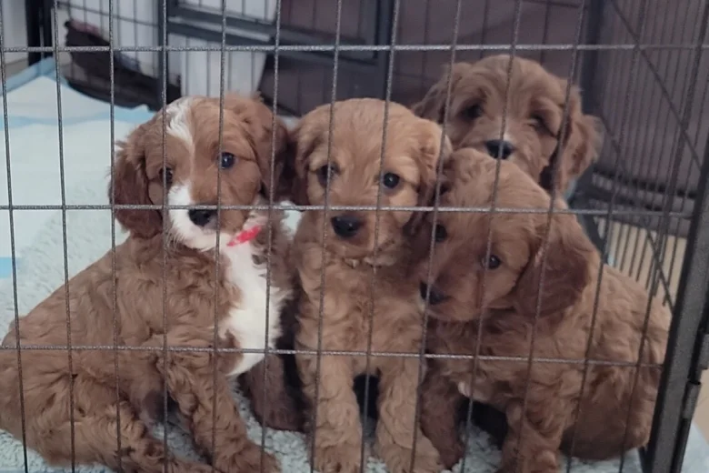 Cavapoo