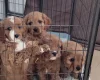 Cavapoo