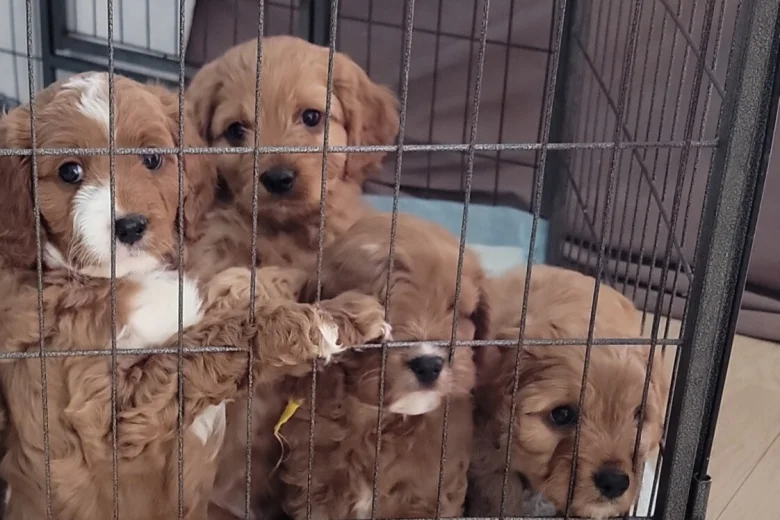 Cavapoo