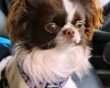 Chihuahua Long Coat