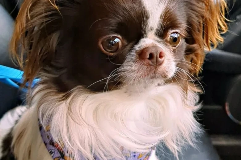 Chihuahua Long Coat