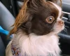 Chihuahua Long Coat